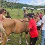 Equine Therapy